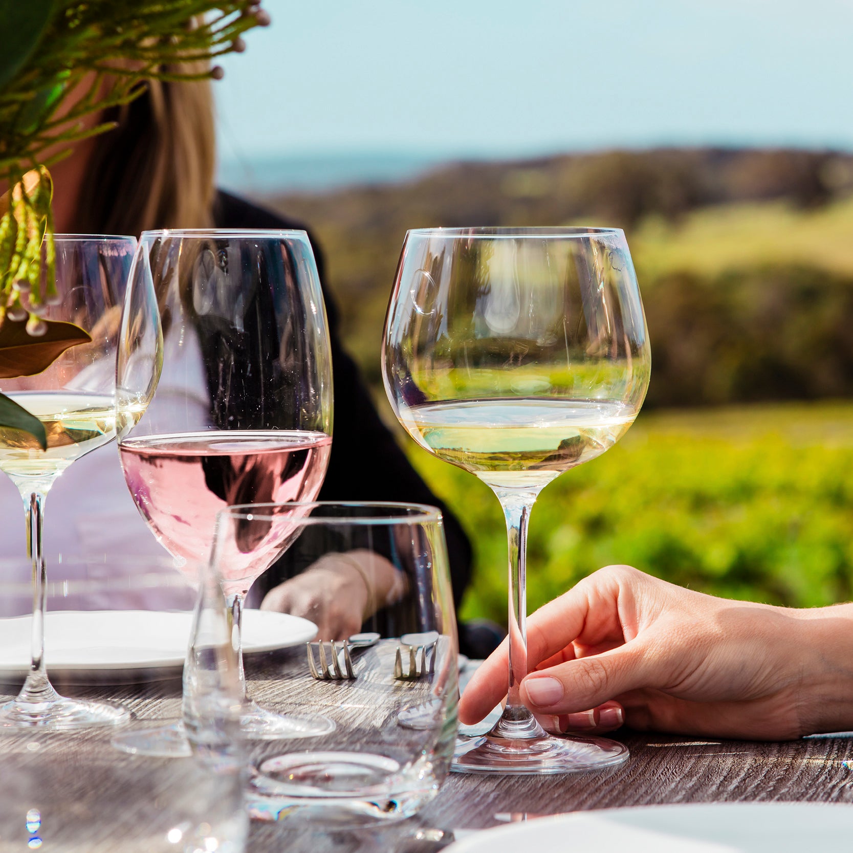 Wine Club – Wills Domain