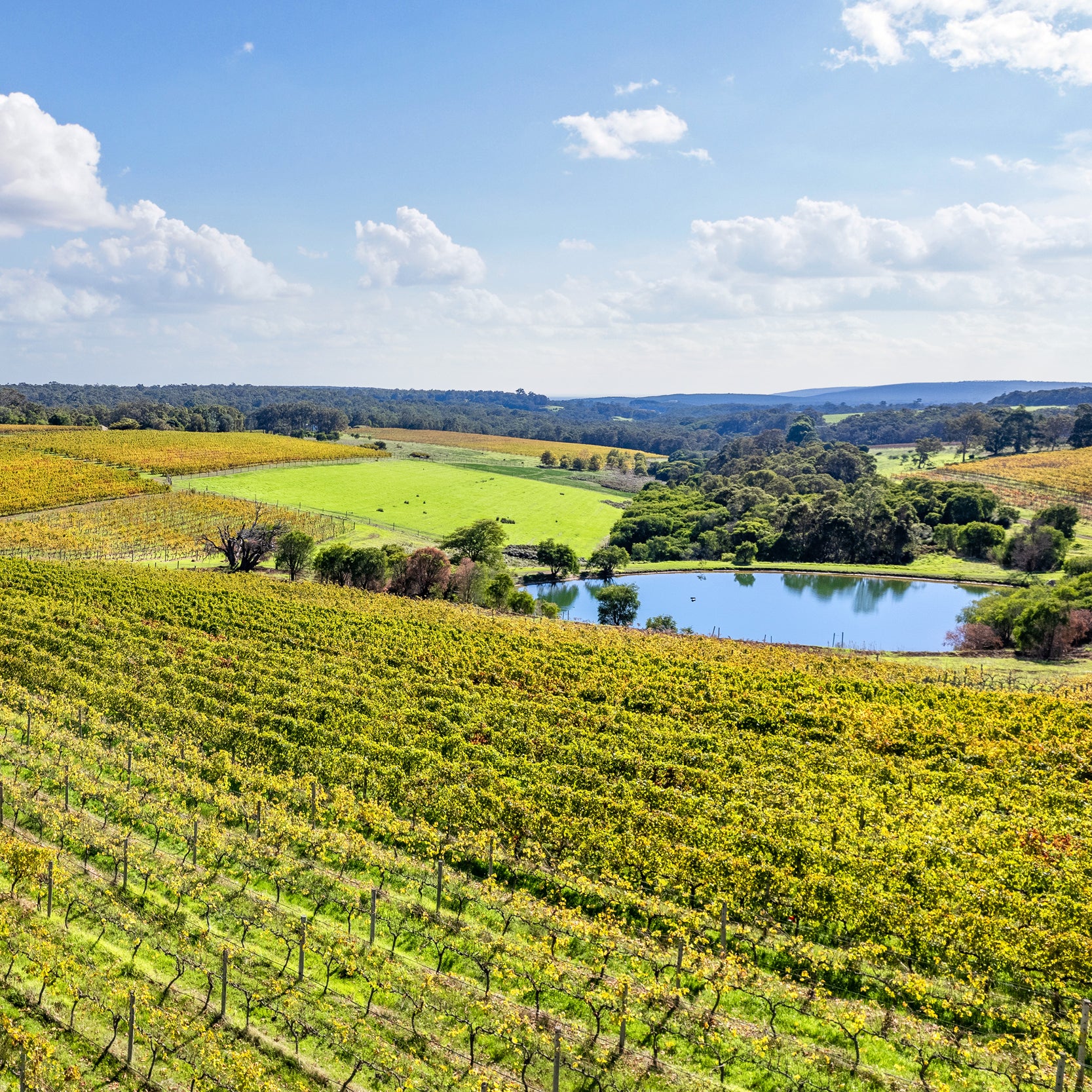 A day time aerial shot of the Wills Domain estate with its central lake and the vines that are planted on the sun-drenched northern- and western-facing slopes of the Gunyulgup Valley, which reaches along the coast to the Indian Ocean.