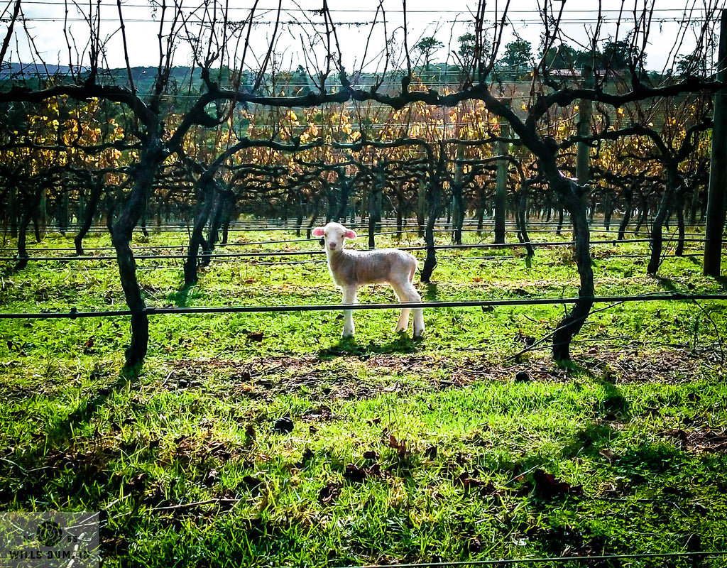 A lamb in the middle of the vineyards at Wills Domain in Margaret River.