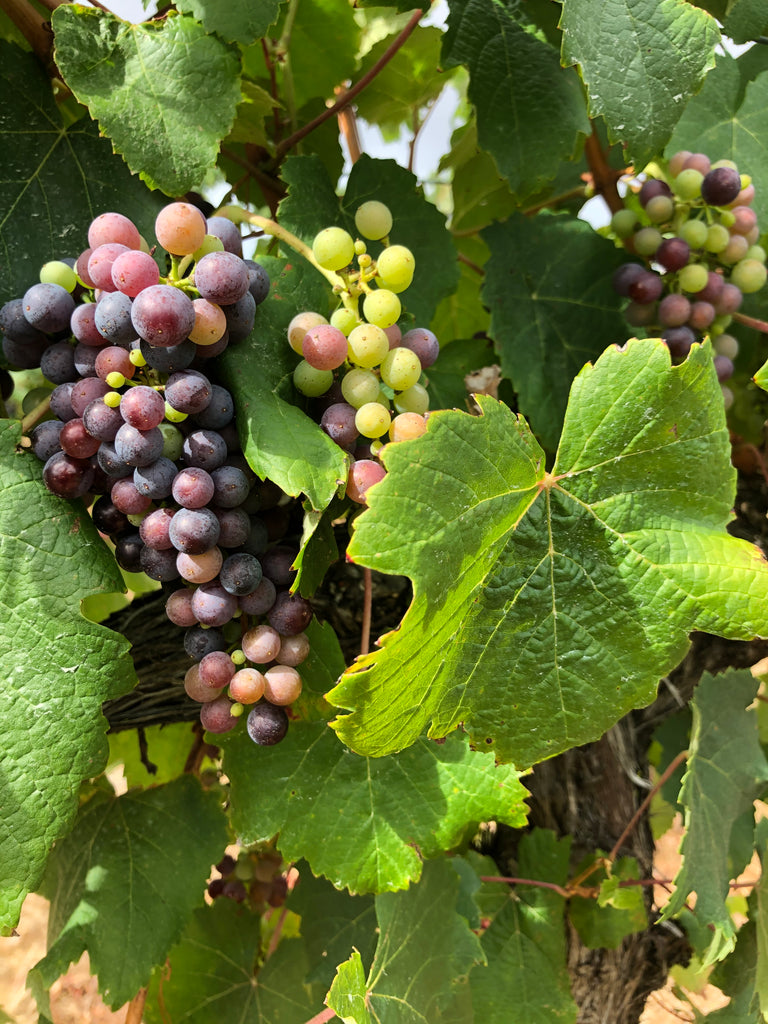 A close-up shot of red grapes amongst wine leaves at Wills Domain in Margaret River, destined to become superb Margaret River wine.