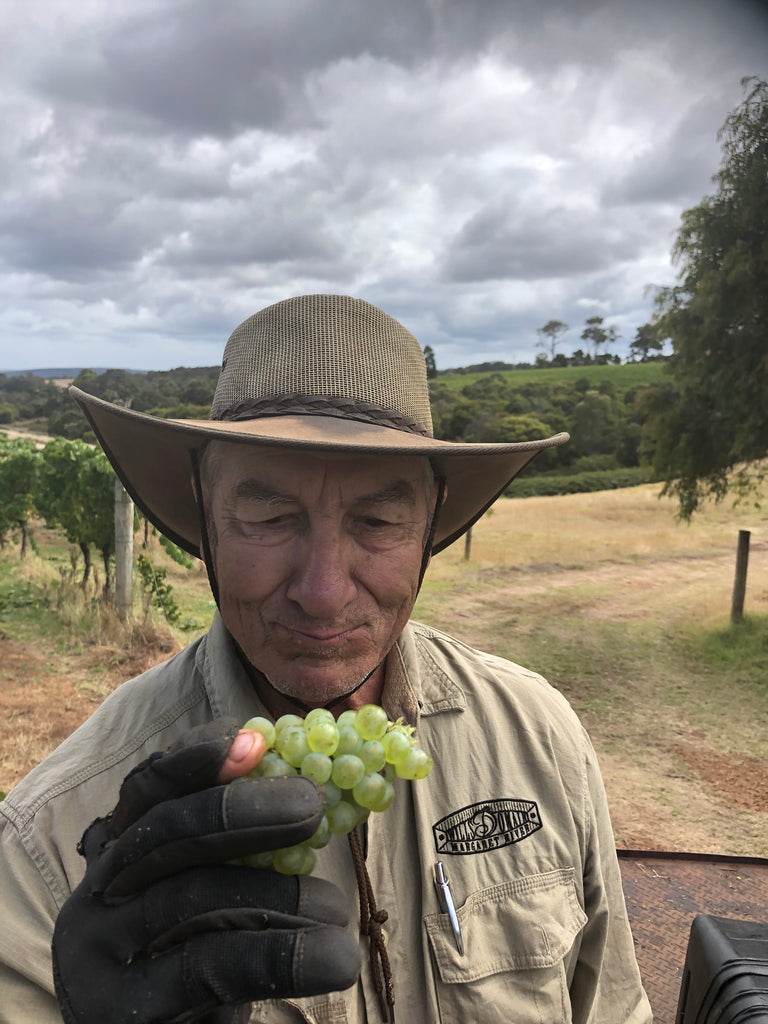 A close-up shot of a man holding white grapes, focused on his hands and the grapes, whose passion and talent will turn into Wills Domain wines: superb and approachable.